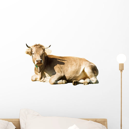 Laying Cow