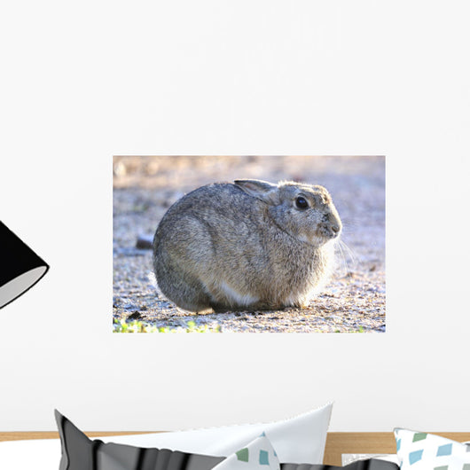 Wild Rabbit Wall Mural