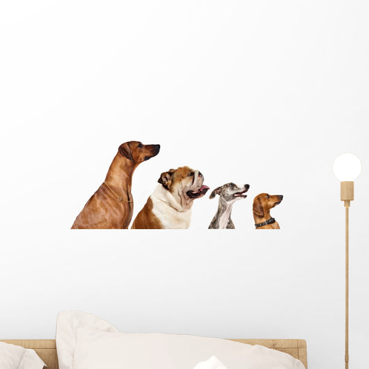 group of dogs looking up Wall Decal