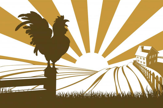 Silhouette cockerel crowing on farm Wall Decal