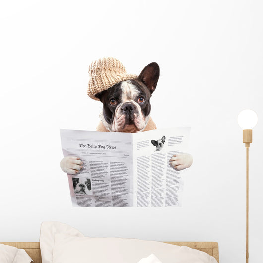 French bulldog in hat reading newspaper over white Wall Decal