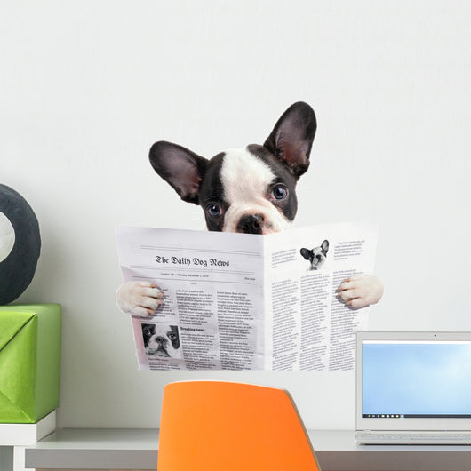 French bulldog reading newspaper over white Wall Decal