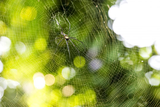 Nephila pilipes spider Wall Mural