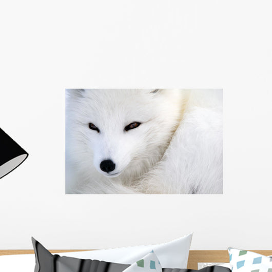 Arctic Fox Wall Mural