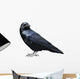 Black Raven Bird White