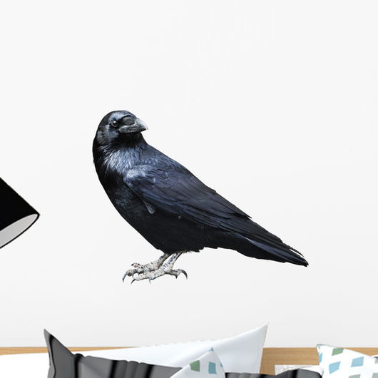 Black Raven Bird White
