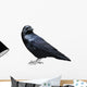 Black Raven Bird White