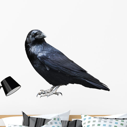 Black Raven Bird White