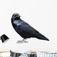 Black Raven Bird White