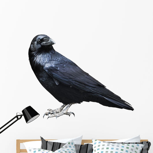 Black Raven Bird White