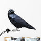 Black Raven Bird White