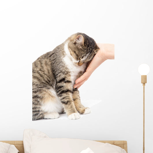 caress a cat on a white background Wall Mural