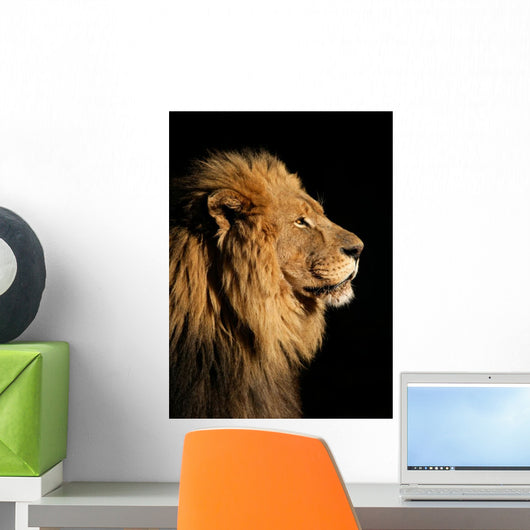 Portrait of a big male African lion on black Wall Mural