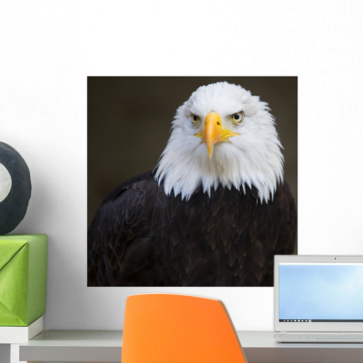 Bald headed eagle Wall Mural
