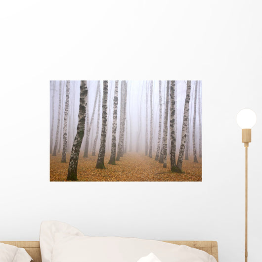 Pathway in mist birch grove Wall Mural
