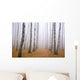 Pathway in mist birch grove Wall Mural