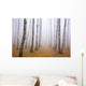 Pathway in mist birch grove Wall Mural