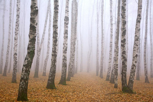 Pathway in mist birch grove Wall Mural