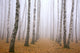 Pathway in mist birch grove Wall Mural