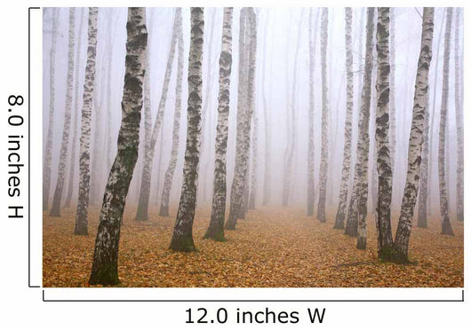 Pathway in mist birch grove Wall Mural