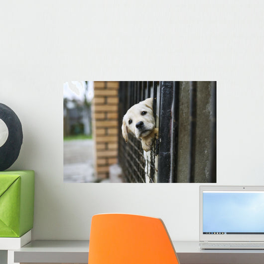 Baby pappy white labrador in cage Wall Mural