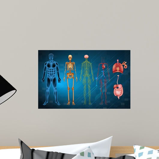 Human Body Systems