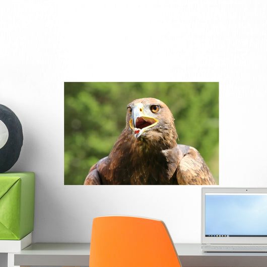 Angry Great Eagle with