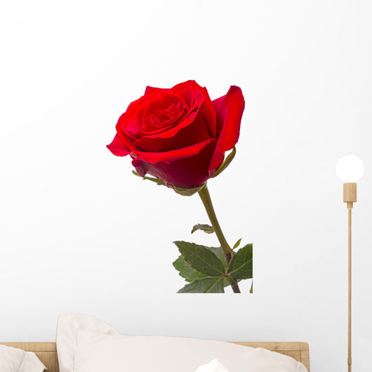 Big Red Rose