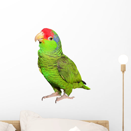 Amazon Parrot Wall Decal