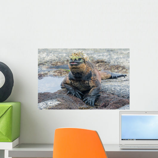 Galapagos marine iguana, Isabela island Wall Mural