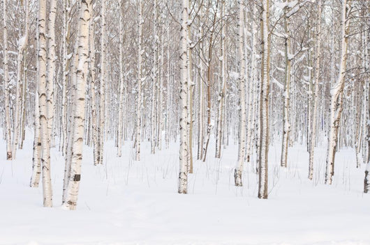 Winter Trees