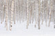 Winter Trees