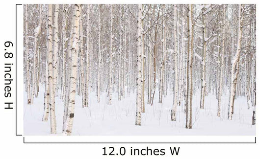 Winter Trees