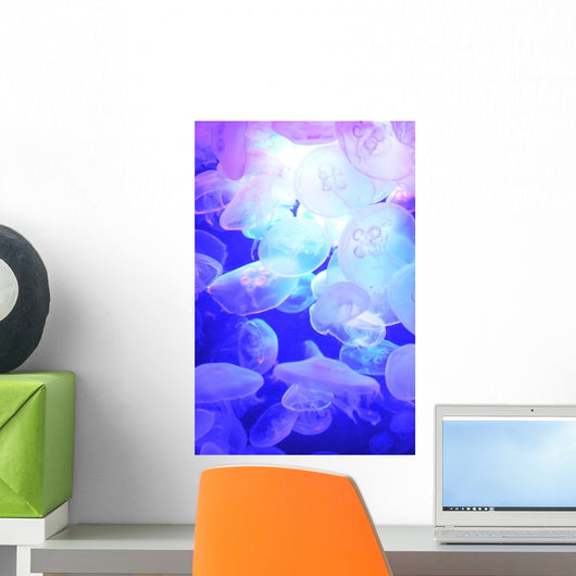 Jellyfish