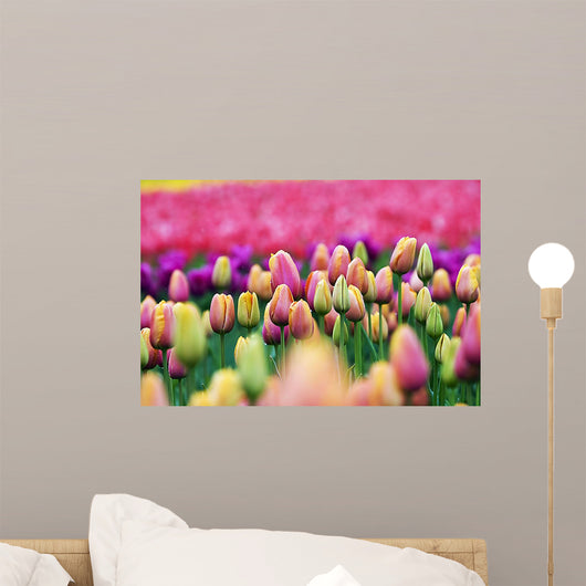 Tulips