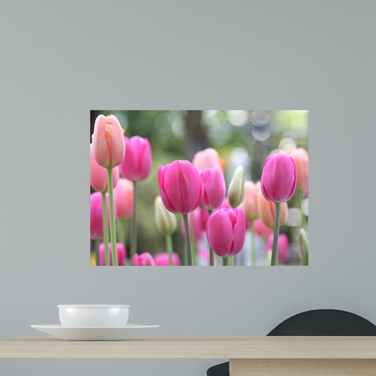 Spring Tulips