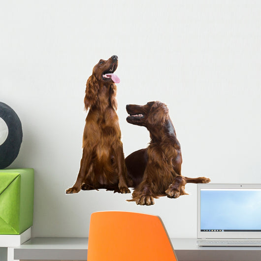 Two Irish Setters
