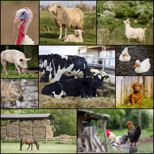 Domestic animals Wall Mural