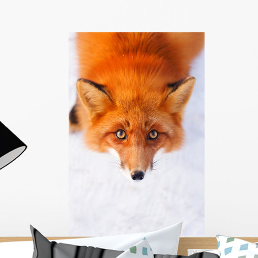 red fox Wall Mural