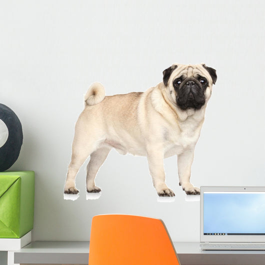 Pug Portrait