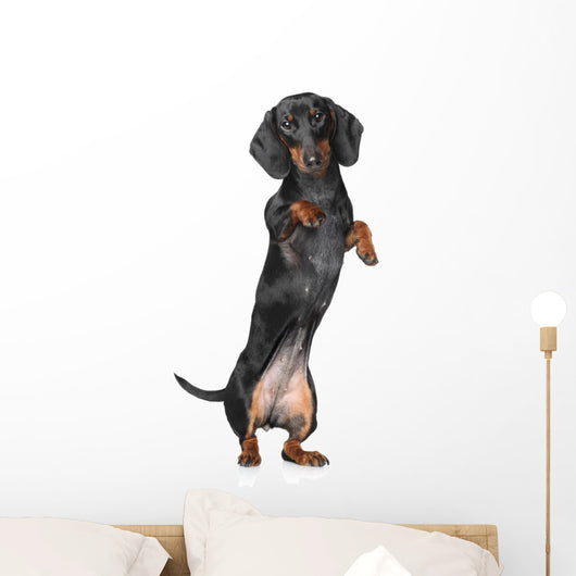 Miniature dachshund Wall Decal