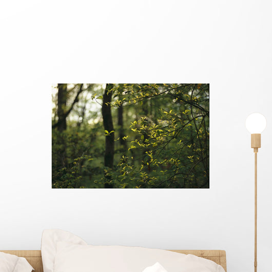 woodland view American holly tree foreground Wall Mural