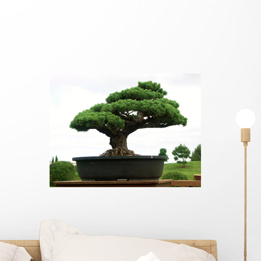 bonsaï Wall Mural