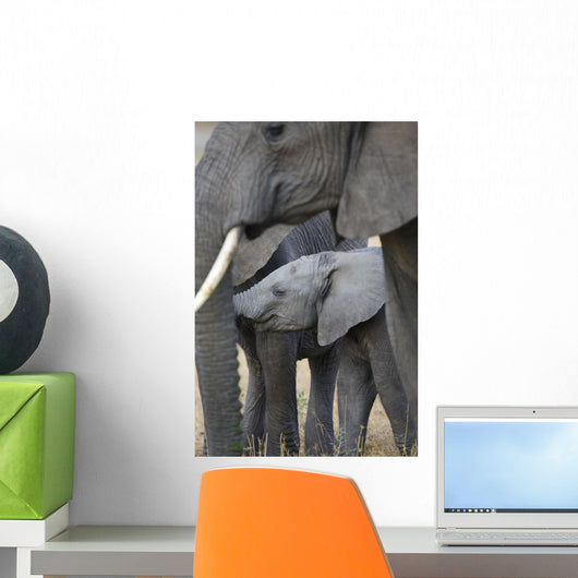 African Elephant Wall Mural