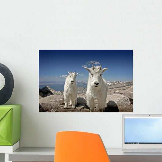 Mountain Goats in Colorado Wall Mural