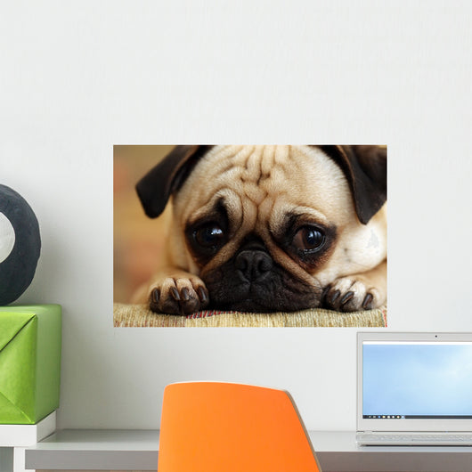 Sad Pug Puppy Wall Mural