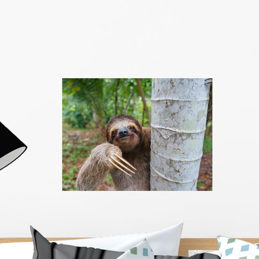 Portrait of brown-throated three-toed sloth Wall Mural