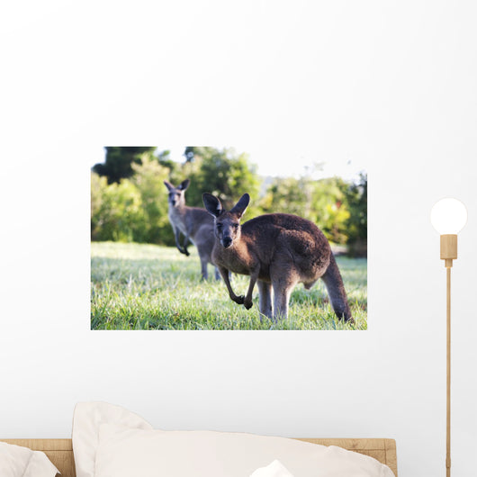 Kangaroos in the bush Wall Mural