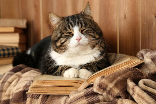 Cute cat lying with book on plaid Wall Decal