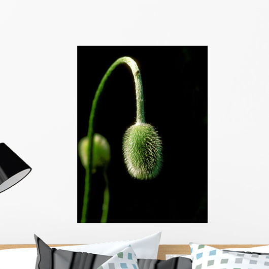 poppy seed Wall Decal